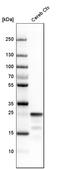 Synaptosome Associated Protein 25 antibody, HPA001830, Atlas Antibodies, Western Blot image 