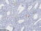 Von Willebrand Factor antibody, UM800169CF, Origene, Immunohistochemistry frozen image 