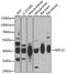 NSFL1 Cofactor antibody, GTX33368, GeneTex, Western Blot image 