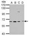 Golgi Associated, Gamma Adaptin Ear Containing, ARF Binding Protein 1 antibody, PA5-29936, Invitrogen Antibodies, Western Blot image 