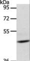 Adiponectin Receptor 1 antibody, LS-C400540, Lifespan Biosciences, Western Blot image 