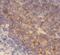 MUARP2 antibody, FNab00469, FineTest, Immunohistochemistry frozen image 