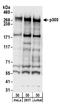 E1A Binding Protein P300 antibody, A300-359A, Bethyl Labs, Western Blot image 