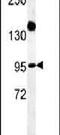 Armadillo Repeat Containing 5 antibody, PA5-25316, Invitrogen Antibodies, Western Blot image 