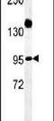 Armadillo Repeat Containing 5 antibody, PA5-25316, Invitrogen Antibodies, Western Blot image 