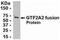 General Transcription Factor IIA Subunit 2 antibody, NB100-75367, Novus Biologicals, Western Blot image 