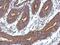 Cilia And Flagella Associated Protein 100 antibody, NBP2-15748, Novus Biologicals, Immunohistochemistry frozen image 