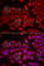 Threonyl-TRNA Synthetase antibody, A6993, ABclonal Technology, Immunofluorescence image 