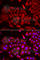 SYTC antibody, A6993, ABclonal Technology, Immunofluorescence image 