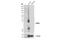 Proopiomelanocortin antibody, 23499S, Cell Signaling Technology, Western Blot image 