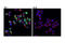 Triggering Receptor Expressed On Myeloid Cells 2 antibody, 91068T, Cell Signaling Technology, Immunofluorescence image 