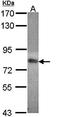Methylenetetrahydrofolate Reductase antibody, orb72212, Biorbyt, Western Blot image 