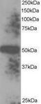 Thioredoxin Domain Containing 5 antibody, PA1-29840, Invitrogen Antibodies, Western Blot image 