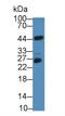 Neurofibromin 2 antibody, MBS2026853, MyBioSource, Western Blot image 