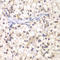 Upstream Transcription Factor 1 antibody, LS-C331671, Lifespan Biosciences, Immunohistochemistry frozen image 