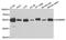 SAMM50 Sorting And Assembly Machinery Component antibody, MBS129334, MyBioSource, Western Blot image 