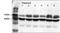 Oxytocin Receptor antibody, EB08990, Everest Biotech, Western Blot image 