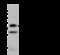 Glycophorin C (Gerbich Blood Group) antibody, 15627-T32, Sino Biological, Western Blot image 