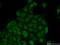 SIX Homeobox 4 antibody, 21305-1-AP, Proteintech Group, Immunofluorescence image 