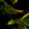 Small Cell Adhesion Glycoprotein antibody, HPA039711, Atlas Antibodies, Immunofluorescence image 