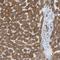 ER Lipid Raft Associated 1 antibody, NBP1-88539, Novus Biologicals, Immunohistochemistry frozen image 