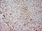 Apolipoprotein A5 antibody, M01242-3, Boster Biological Technology, Immunohistochemistry paraffin image 