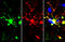 Transmembrane Protein 119 antibody, GTX134087, GeneTex, Immunohistochemistry frozen image 