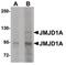 Lysine Demethylase 3A antibody, PA5-20802, Invitrogen Antibodies, Western Blot image 