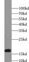 Thioredoxin Like 4B antibody, FNab09131, FineTest, Western Blot image 