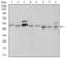 Sonic Hedgehog Signaling Molecule antibody, GTX60606, GeneTex, Western Blot image 