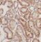 NEDD4 Binding Protein 3 antibody, FNab05531, FineTest, Immunohistochemistry frozen image 