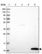  antibody, PA5-61196, Invitrogen Antibodies, Western Blot image 