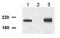 DNA Topoisomerase II Binding Protein 1 antibody, ab2402, Abcam, Western Blot image 