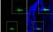 Forkhead Box A2 antibody, NBP1-30966, Novus Biologicals, Immunohistochemistry frozen image 