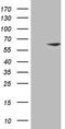 Zinc Finger Protein 213 antibody, LS-C792457, Lifespan Biosciences, Western Blot image 