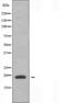 H1 Histone Family Member 0 antibody, orb225640, Biorbyt, Western Blot image 