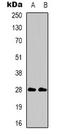 CD58 Molecule antibody, LS-C368734, Lifespan Biosciences, Western Blot image 