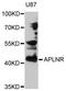 APLNR antibody, MBS127202, MyBioSource, Western Blot image 