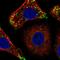 CTD Nuclear Envelope Phosphatase 1 antibody, HPA066466, Atlas Antibodies, Immunofluorescence image 