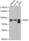 Nuclear Autoantigenic Sperm Protein antibody, GTX65952, GeneTex, Western Blot image 