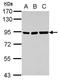 Zinc Finger And SCAN Domain Containing 20 antibody, GTX117653, GeneTex, Western Blot image 