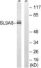 Solute Carrier Family 9 Member A8 antibody, LS-C120405, Lifespan Biosciences, Western Blot image 