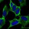 Mex-3 RNA Binding Family Member A antibody, HPA062703, Atlas Antibodies, Immunofluorescence image 