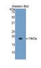 Procollagen C-Endopeptidase Enhancer 2 antibody, LS-C300746, Lifespan Biosciences, Western Blot image 