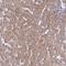 Reticulocalbin 3 antibody, NBP2-13213, Novus Biologicals, Immunohistochemistry frozen image 