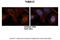 Tubulin Alpha 8 antibody, A11610, Boster Biological Technology, Immunohistochemistry paraffin image 