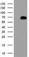 Peroxisomal Biogenesis Factor 5 antibody, TA501406S, Origene, Western Blot image 