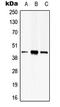 Protein Serine Kinase H2 antibody, LS-C353852, Lifespan Biosciences, Western Blot image 