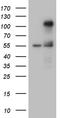 Transcription Factor 12 antibody, CF809668, Origene, Western Blot image 