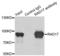 RAD17 Checkpoint Clamp Loader Component antibody, LS-C334011, Lifespan Biosciences, Immunoprecipitation image 